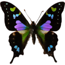 Purple Swallowtail - Graphium weiskei icon